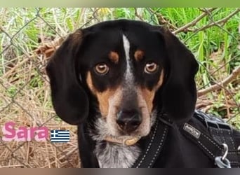 Sara, 10/21 - ängstliche, liebe Hündin sucht geduldige Menschen