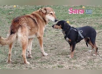 Sara, 10/21 - ängstliche, liebe Hündin sucht geduldige Menschen