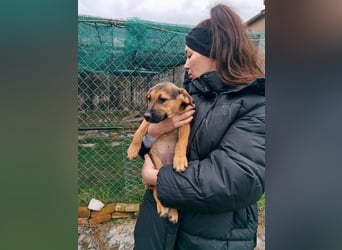 Welpe MARLA sucht ihr forever Home ❤️