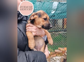 Welpe MARLA sucht ihr forever Home ❤️