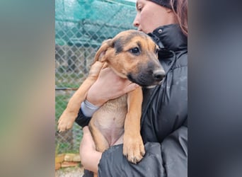 Welpe MARLA sucht ihr forever Home ❤️