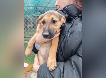 Welpe MARLA sucht ihr forever Home ❤️