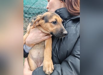 Welpe MARLA sucht ihr forever Home ❤️