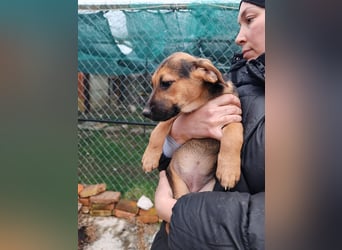 Welpe MARLA sucht ihr forever Home ❤️