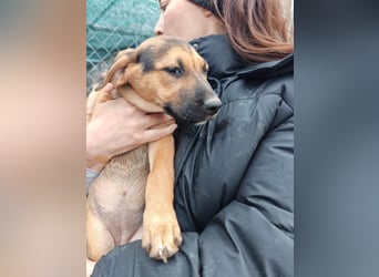 Welpe MARLA sucht ihr forever Home ❤️