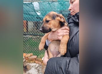 Welpe MARLA sucht ihr forever Home ❤️