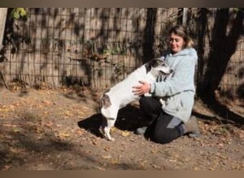 Die freundliche Lucy  sucht ihr endgültiges  Körbchen