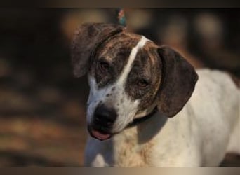 Die freundliche Lucy  sucht ihr endgültiges  Körbchen