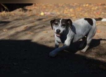Die freundliche Lucy  sucht ihr endgültiges  Körbchen