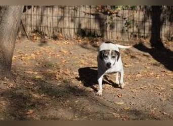 Die freundliche Lucy  sucht ihr endgültiges  Körbchen