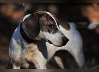 Die freundliche Lucy  sucht ihr endgültiges  Körbchen