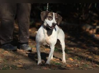 Die freundliche Lucy  sucht ihr endgültiges  Körbchen