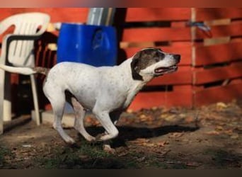 Die freundliche Lucy  sucht ihr endgültiges  Körbchen