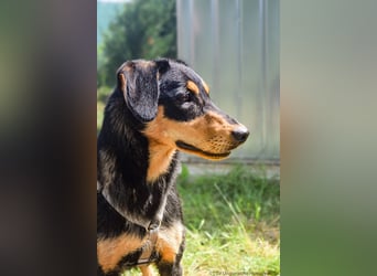 Petya - vom Straßenhund zum Familienmitglied