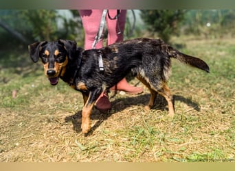 Petya - vom Straßenhund zum Familienmitglied