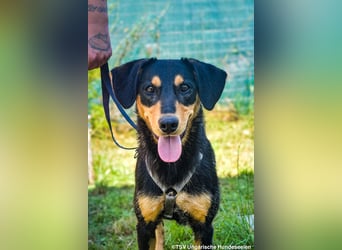 Petya - vom Straßenhund zum Familienmitglied