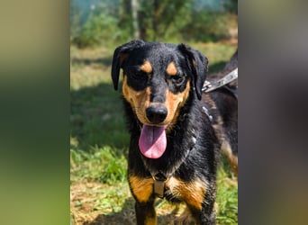 Petya - vom Straßenhund zum Familienmitglied