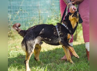 Petya - vom Straßenhund zum Familienmitglied