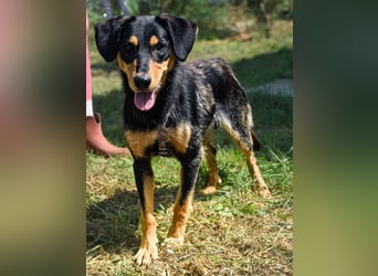 Petya - vom Straßenhund zum Familienmitglied