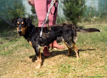 Petya - vom Straßenhund zum Familienmitglied