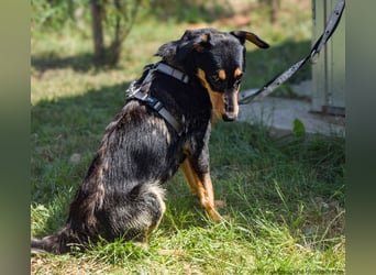 Petya - vom Straßenhund zum Familienmitglied