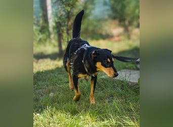 Petya - vom Straßenhund zum Familienmitglied