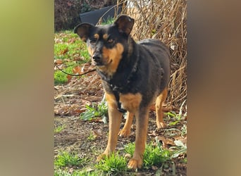 BEA ca. 2 J. Mischlingshündin, ideale 2. Hund