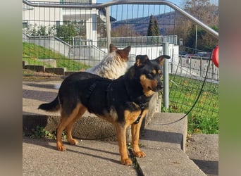 BEA ca. 2 J. Mischlingshündin, ideale 2. Hund