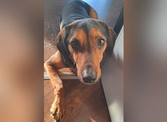 PETRI ca. 5 J. kinderlieber Familienhund verliert sein Zuhause