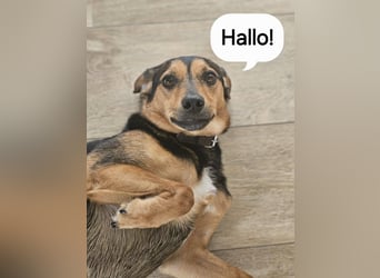 PETRI ca. 5 J. kinderlieber Familienhund verliert sein Zuhause