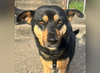 BEA ca. 2 J. Mischlingshündin, ideale 2. Hund