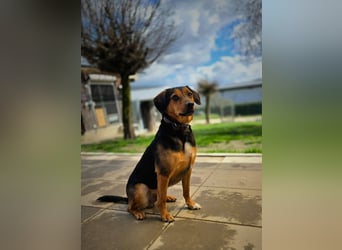 PETRI ca. 5 J. kinderlieber Familienhund verliert sein Zuhause