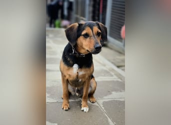 PETRI ca. 5 J. kinderlieber Familienhund verliert sein Zuhause