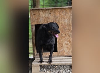Liebevolle Disco, bereits 4 Jahre im Tierheim