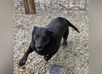 Liebevolle Disco, bereits 4 Jahre im Tierheim