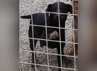 Liebevolle Disco, bereits 4 Jahre im Tierheim