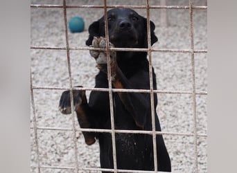 Liebevolle Disco, bereits 4 Jahre im Tierheim