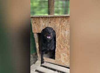 Liebevolle Disco, bereits 4 Jahre im Tierheim