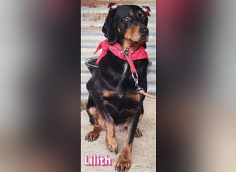 Lilith, 12/22 - sucht endlich ein kleines Stückchen Glück