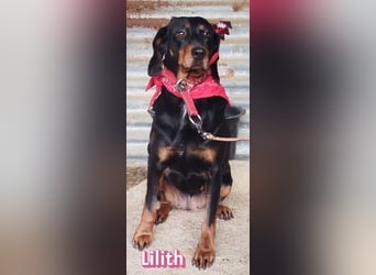 Lilith, 12/22 - sucht endlich ein kleines Stückchen Glück