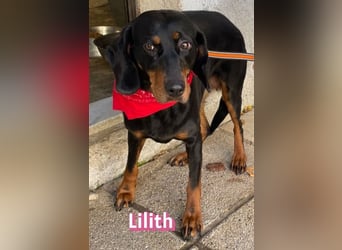 Lilith, 12/22 - sucht endlich ein kleines Stückchen Glück