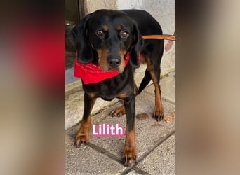 Lilith, 12/22 - sucht endlich ein kleines Stückchen Glück