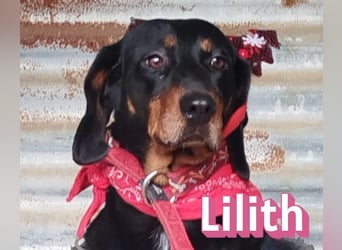 Lilith, 12/22 - sucht endlich ein kleines Stückchen Glück
