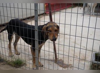 ARES