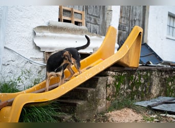 ARES