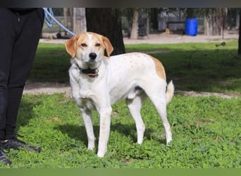 Traumhund Doby sucht seine Familie!