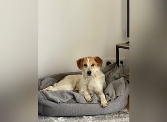 Traumhund Doby sucht seine Familie!