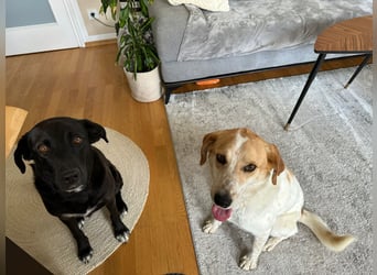 Traumhund Doby sucht seine Familie!