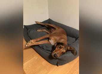 Alva sucht neuen Wirkungskreis