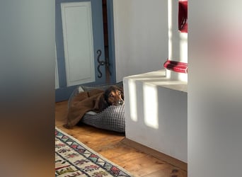 Alva sucht neuen Wirkungskreis